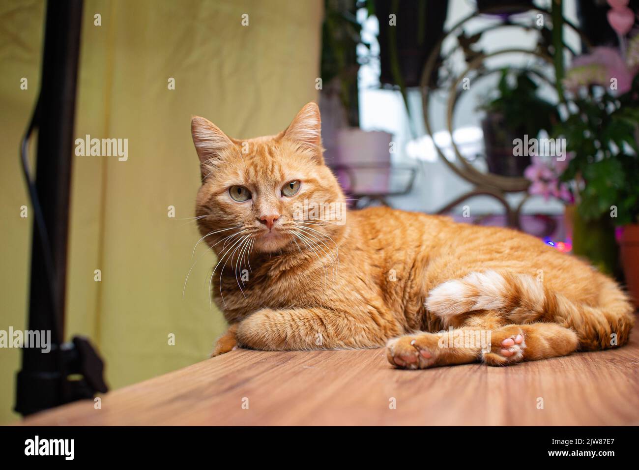 Liebevolle häusliche rote Katze Kitten Porträt innen Stockfoto