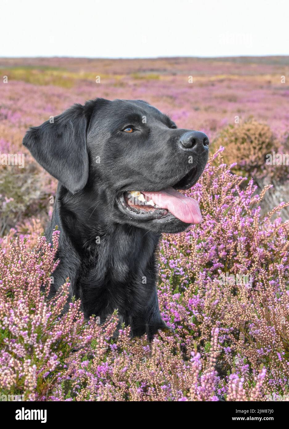 Schwarzer Labrador Retriever in Moorheide. Canis lupus Stockfoto