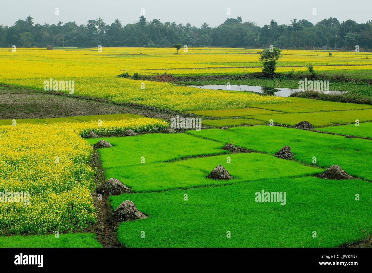 Stock Photo Reis- und Senffelder in der Nähe von Naogaon, Bangladesch Stockfoto