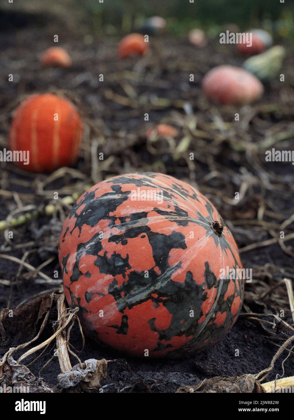 Herbstliche Dekoration mit Kürbissen und Stroh; verschiedene Arten von Kürbissen bei Sonnenschein; Angebot auf dem Wochenmarkt im Herbst Stockfoto