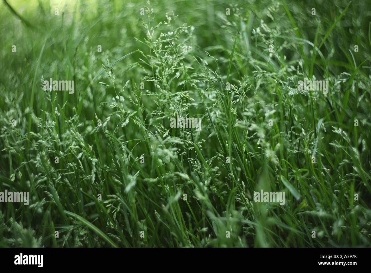 Grünes Gras Hintergrund Muster. Sommerwiese mit grünem Gras Stockfoto