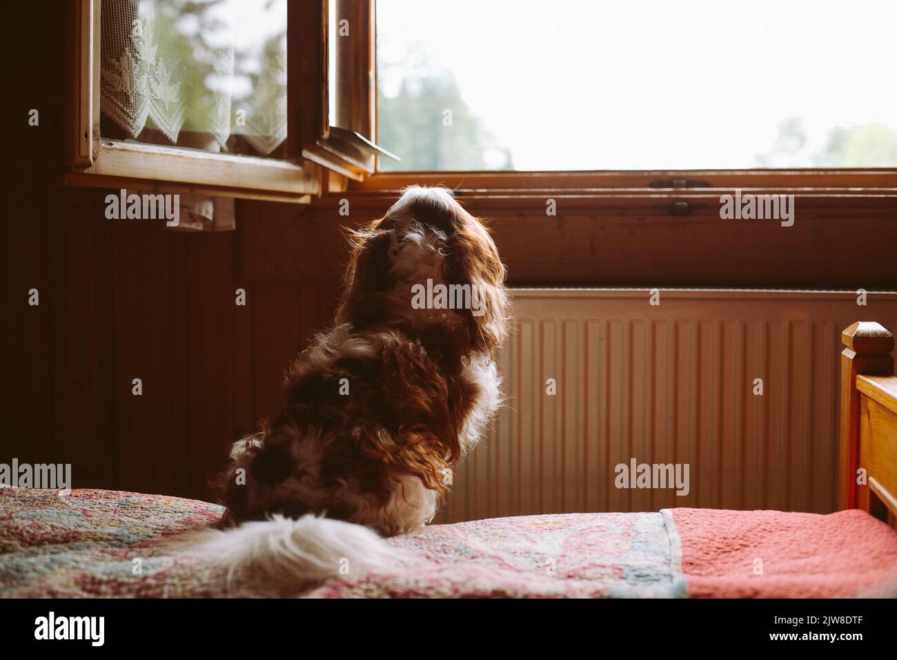 Rückansicht des niedlichen, lockigen braunen und weißen Hundes Cavalier King Charles coker Spaniel, der sitzt und aus dem Hausfenster schaut Stockfoto