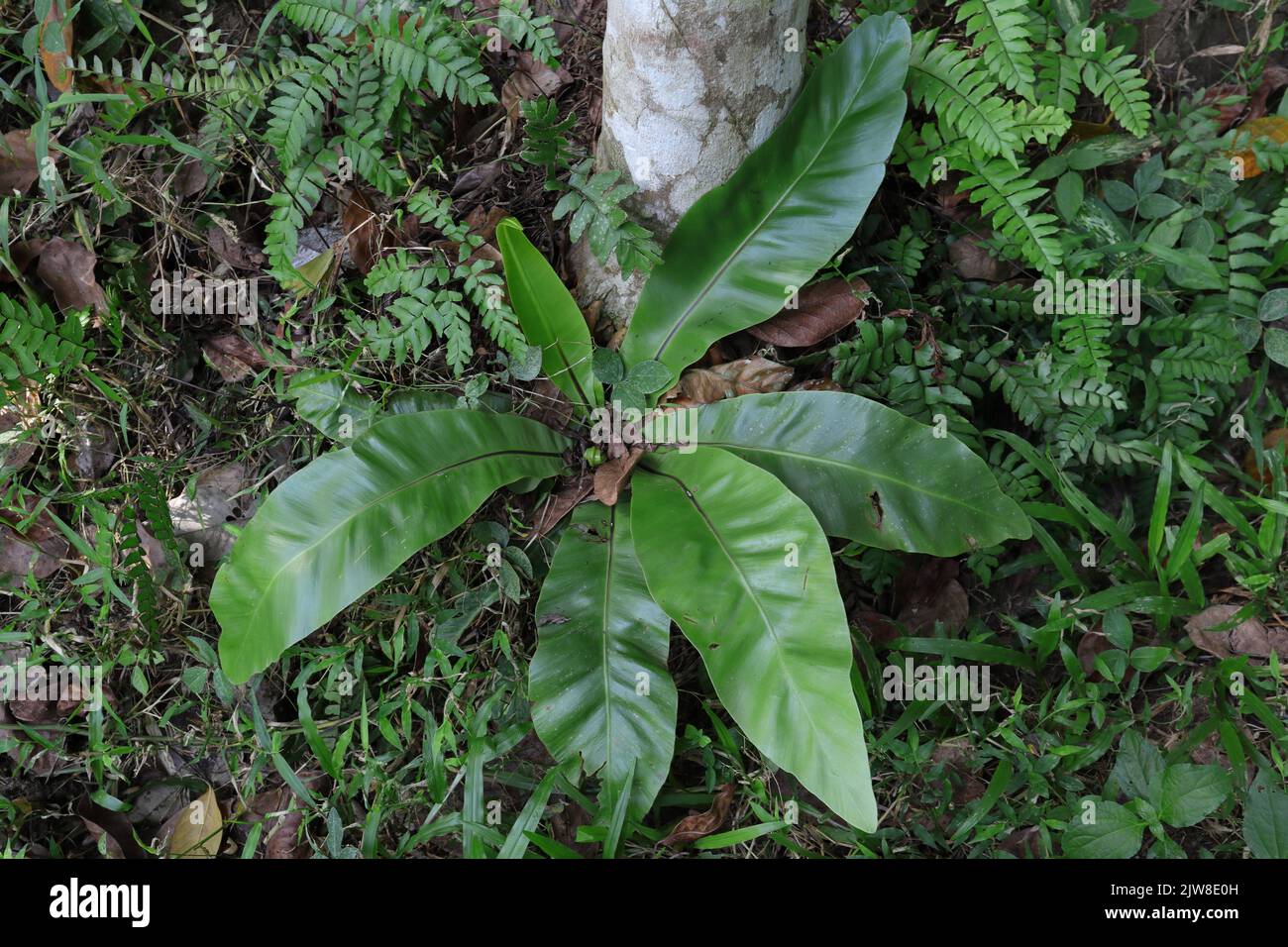 Hochwinkelansicht einer unreifen Vogelnest-Fern (Asplenium Nidus) Pflanze, die auf dem Boden in der Nähe einer Betelnussbaumwurzel wächst Stockfoto