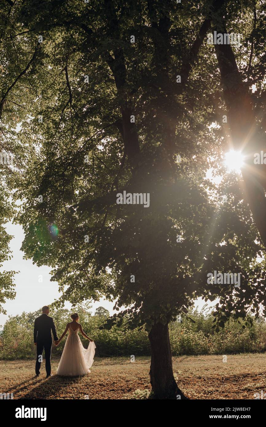 Vertikales Foto von großer Baumkrone im Sonnenlicht mit großem Stamm in der Nähe von frisch verheirateten Paar Bräutigam und Braut, die die Hände halten Stockfoto
