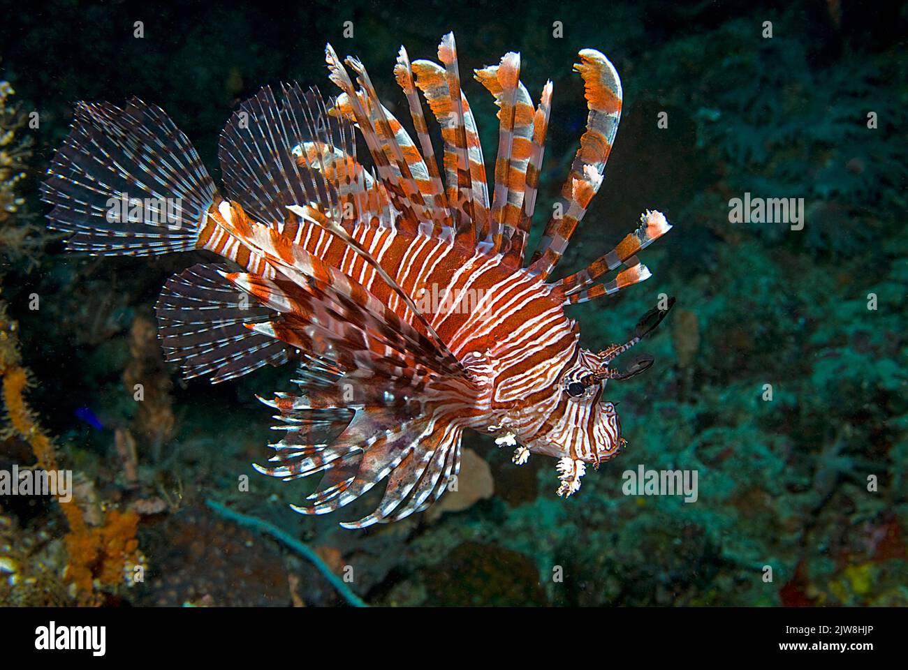 Rotlionfisch oder Rotlionfisch (Pterois volitans), Raja Ampat, Irian Jaya, Indonesien, Pazifischer Ozean, Asien Stockfoto