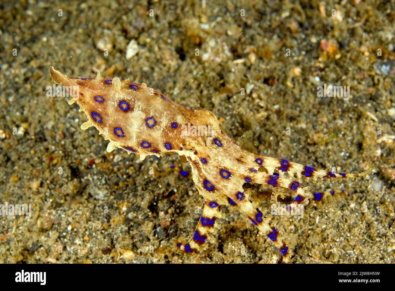 Bluerender Oktopus (Hapalochlaena lunulata), hochgiftig, Raja Ampat, Irian Jaya, West-Papua, Indonesien, Pazifischer Ozean Stockfoto