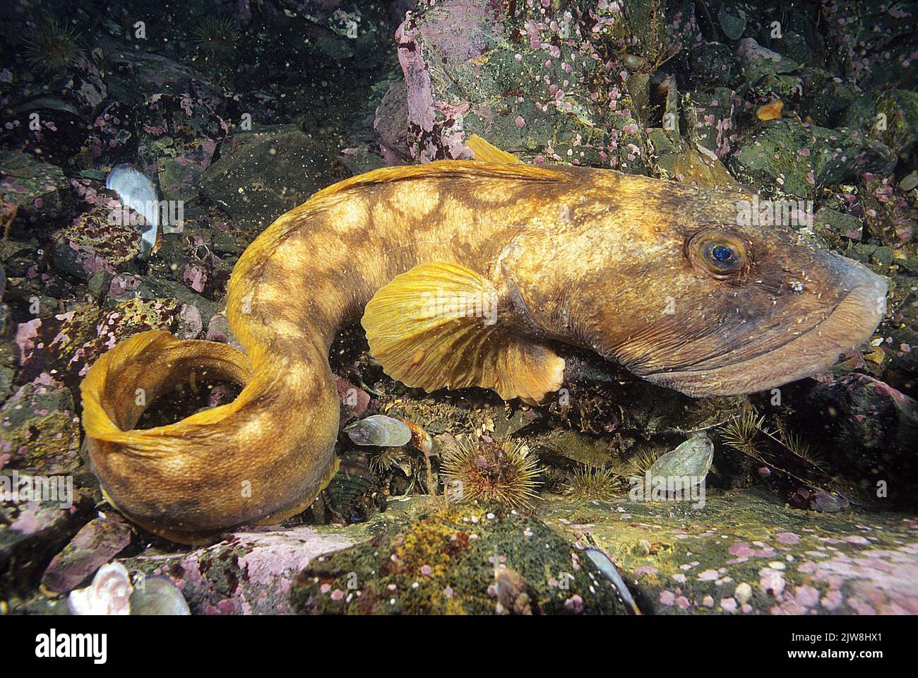 Ocean Pout (Zoarces americanus), Eastport, Maine, USA, Atlantischer Ozean Stockfoto