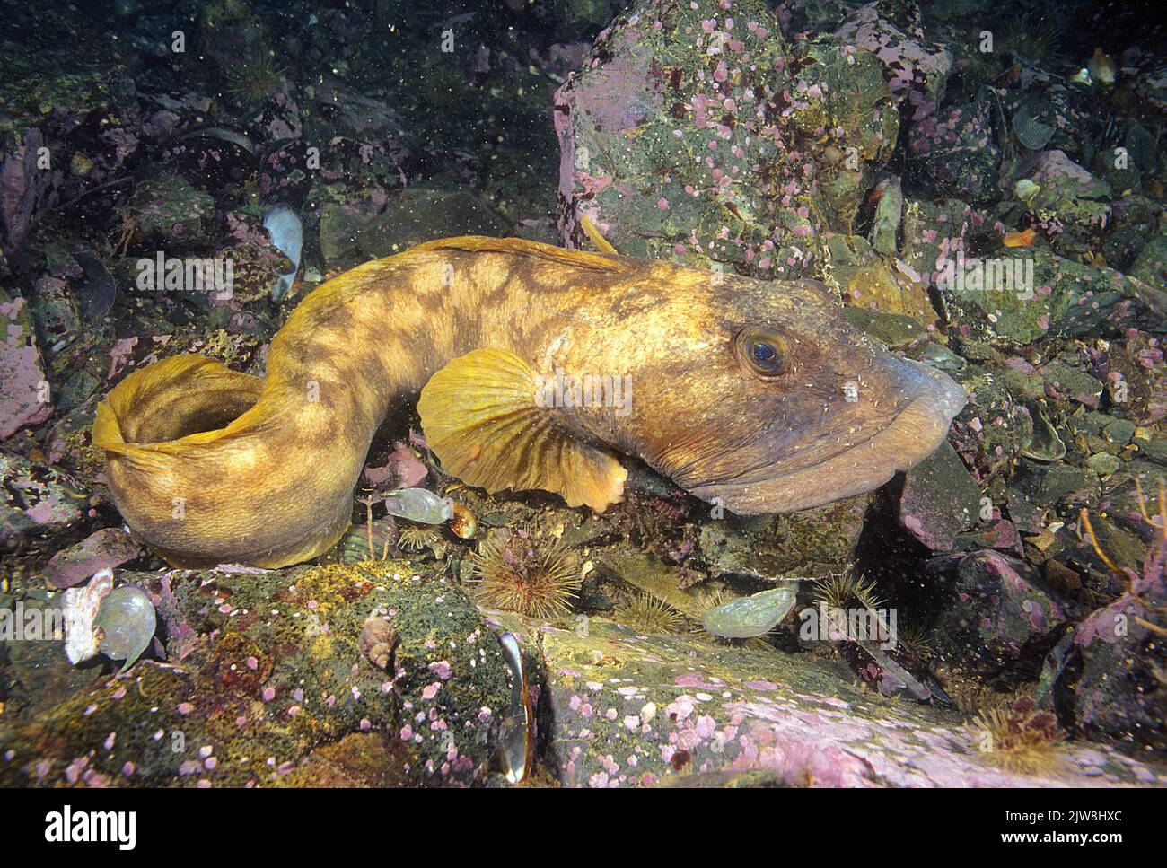 Ocean Pout (Zoarces americanus), Eastport, Maine, USA, Atlantischer Ozean Stockfoto