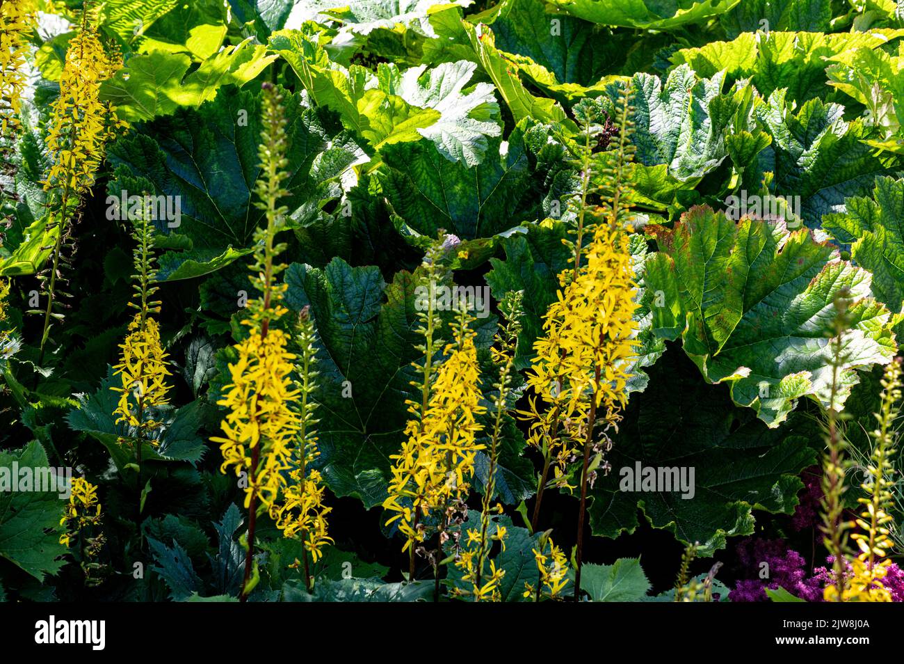 ligularia die Rakete, Leopardenpflanze die Rakete, Ligularia przewalskii die Rakete, Asteraceae.leuchtend gelbe Sommerblumen. Stockfoto