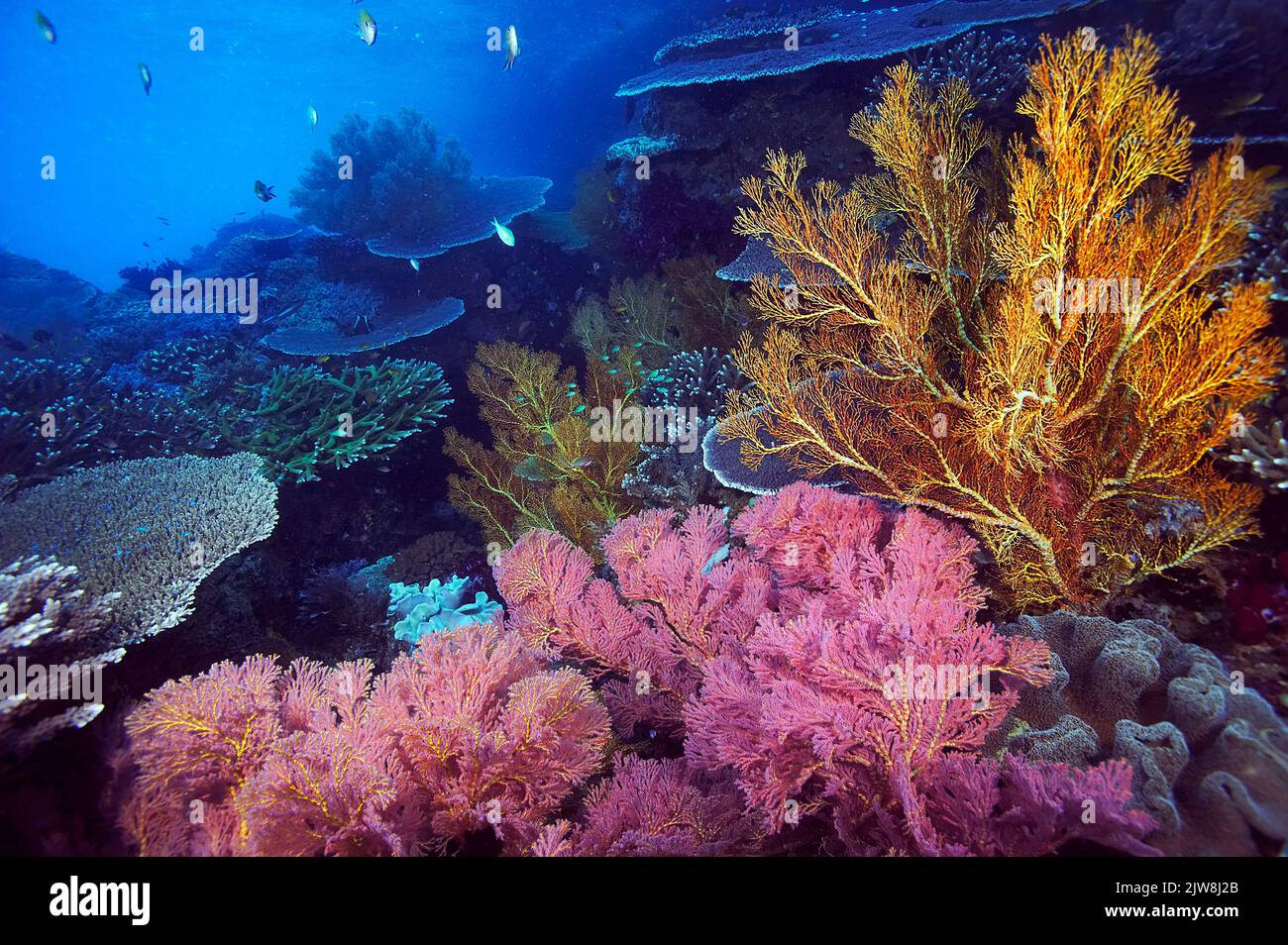 Farbenprächtiges tropivales Korallenriff mit riesigen geknüpften Fächerkorallen (Melithaea ochracea) und Tafelkorallen (Acropora cytherea), Komodo, Indonesien Stockfoto
