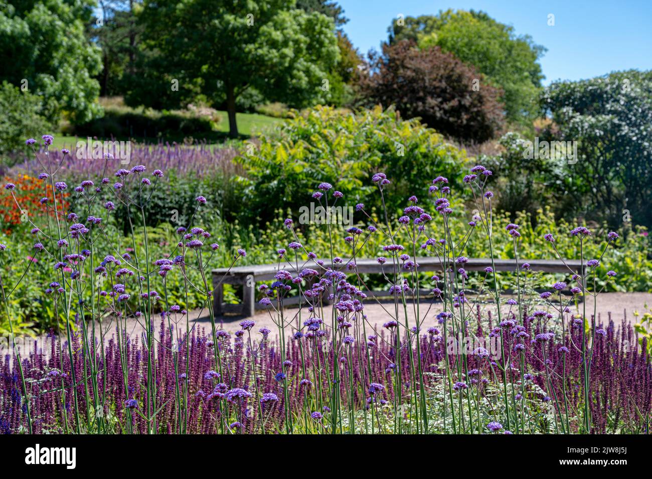 RHS Hyde Hall, Royal Horticultural Society, Clover Hill Borders. Stockfoto