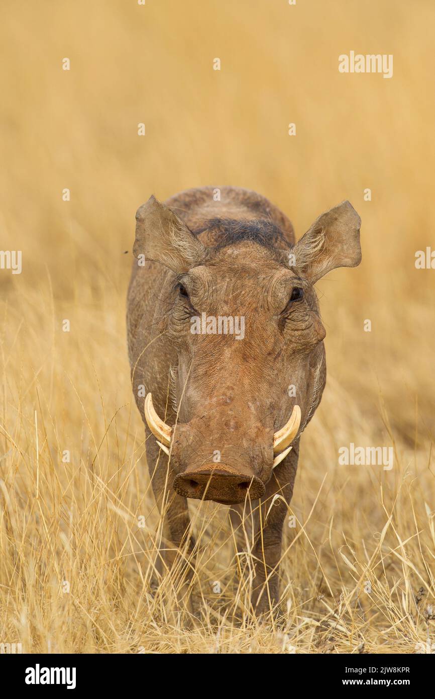 Gemeinsamen Warzenschwein (Phacochoerus Africanus) Stockfoto