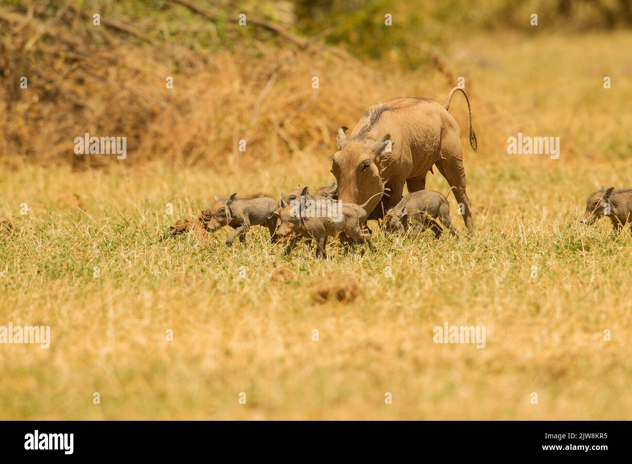 Gewöhnlicher Warthog (Phacochoerus africanus) mit Nachkommen Stockfoto