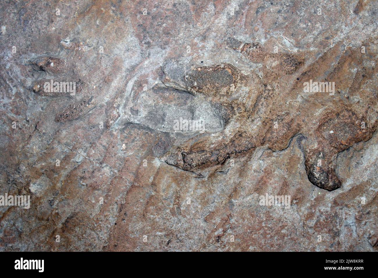 Chirotherium stortonense Fußabdrücke aus Sandstein aus dem Storeton Quarry, Cheshire, England, Großbritannien Stockfoto
