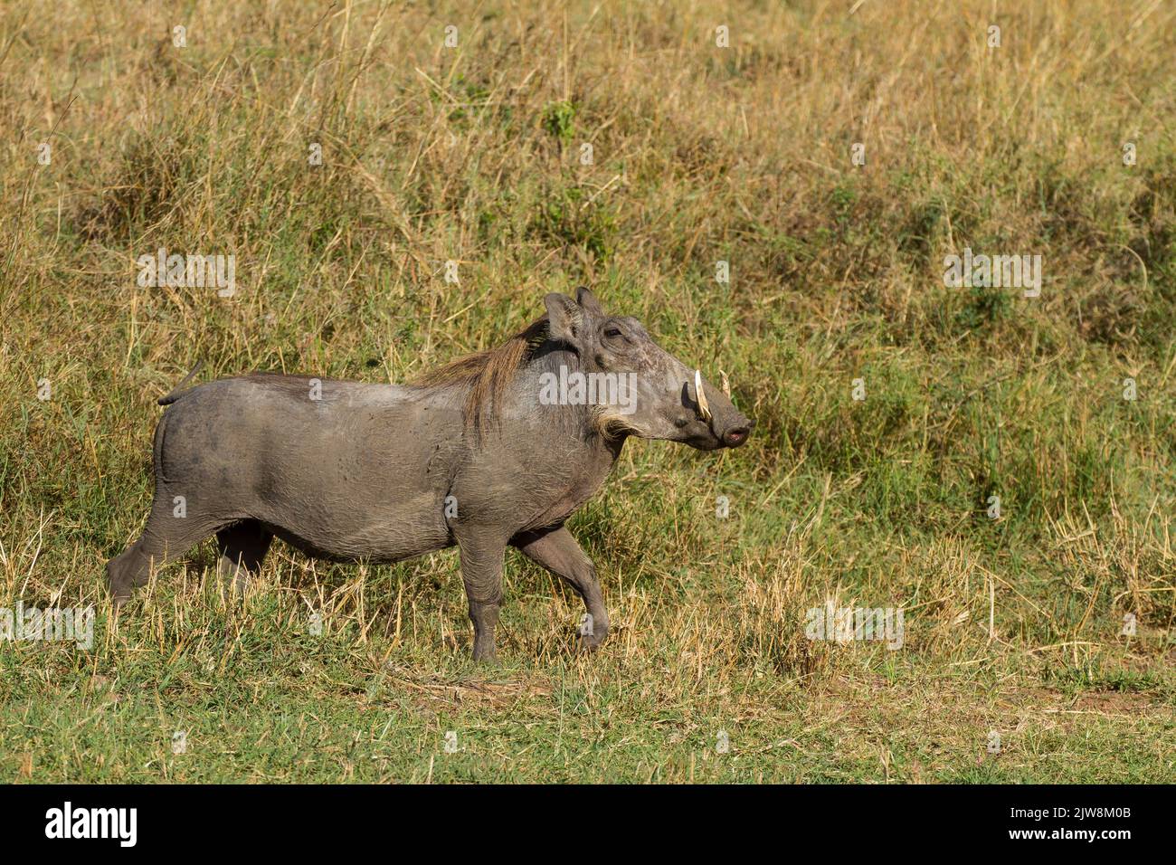 Gemeinsamen Warzenschwein (Phacochoerus Africanus) Stockfoto