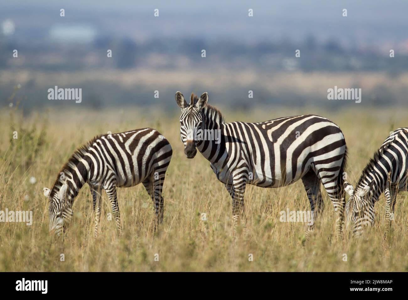 Gemeines Zebra (Equus quagga), Böhmi-Unterart Stockfoto