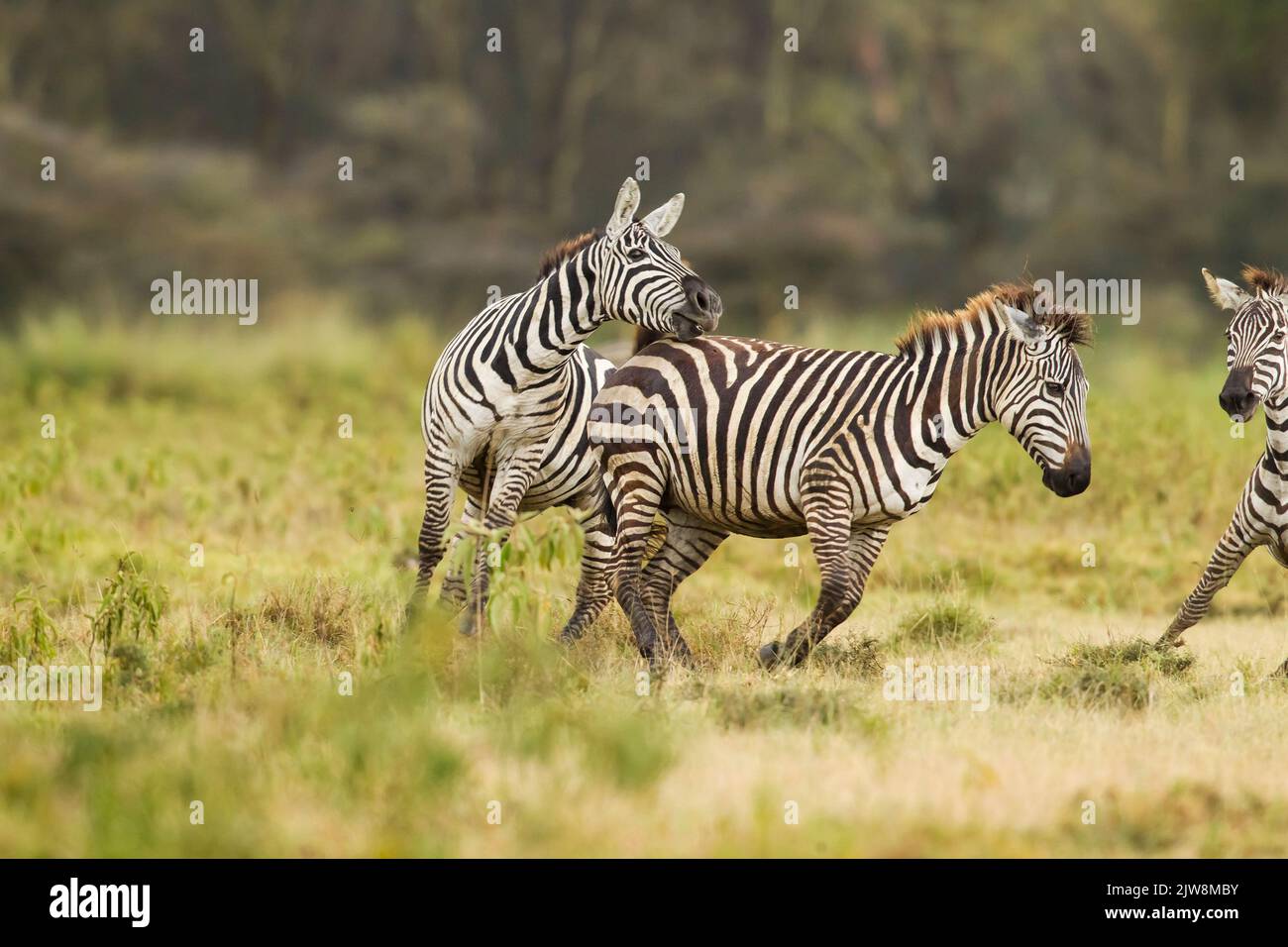 Gemeines Zebra (Equus quagga), Böhmi-Unterart. Die männliche Paarungsöffnung wird vom Weibchen abgelehnt Stockfoto