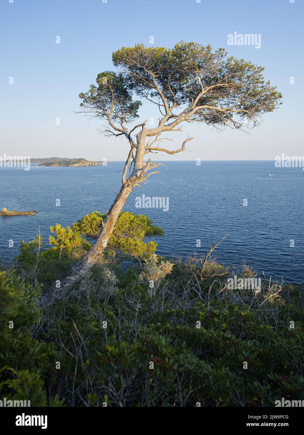 Mediterrane Kiefer an der Küste von Hyeres und Presqu'iles de Giens bei Sonnenuntergang, Frankreich Stockfoto