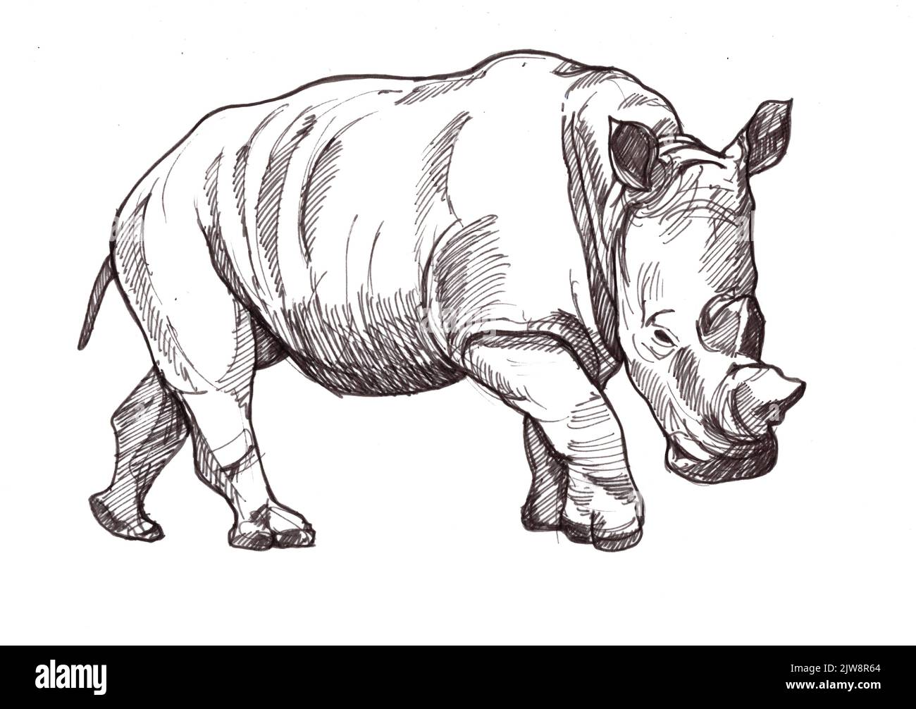 Schwarz-weiße Darstellung eines Nashorns auf weißem Hintergrund. Stockfoto