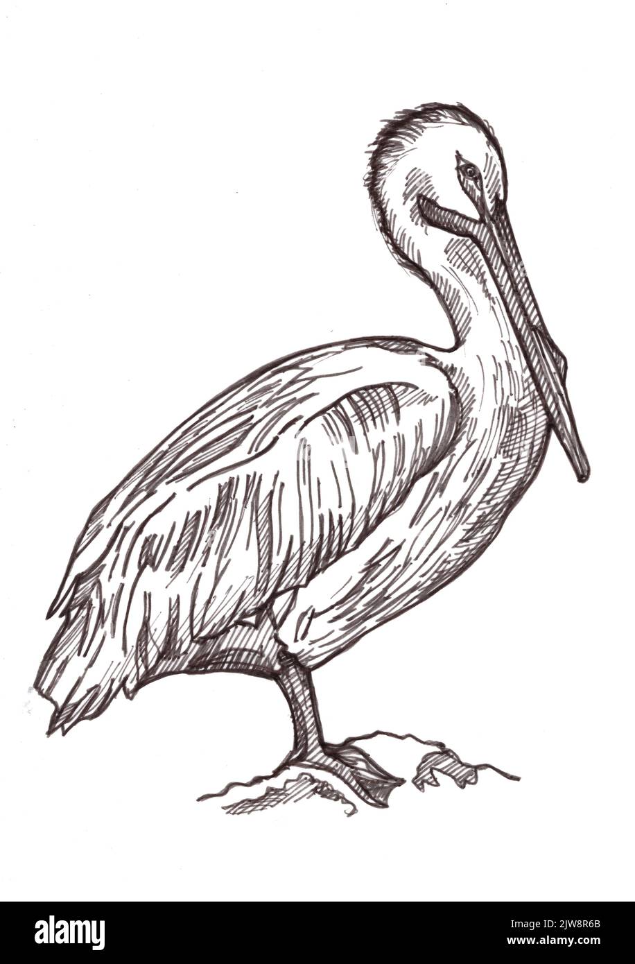 Schwarz-weiße Abbildung eines Pelikans auf weißem Hintergrund. Stockfoto