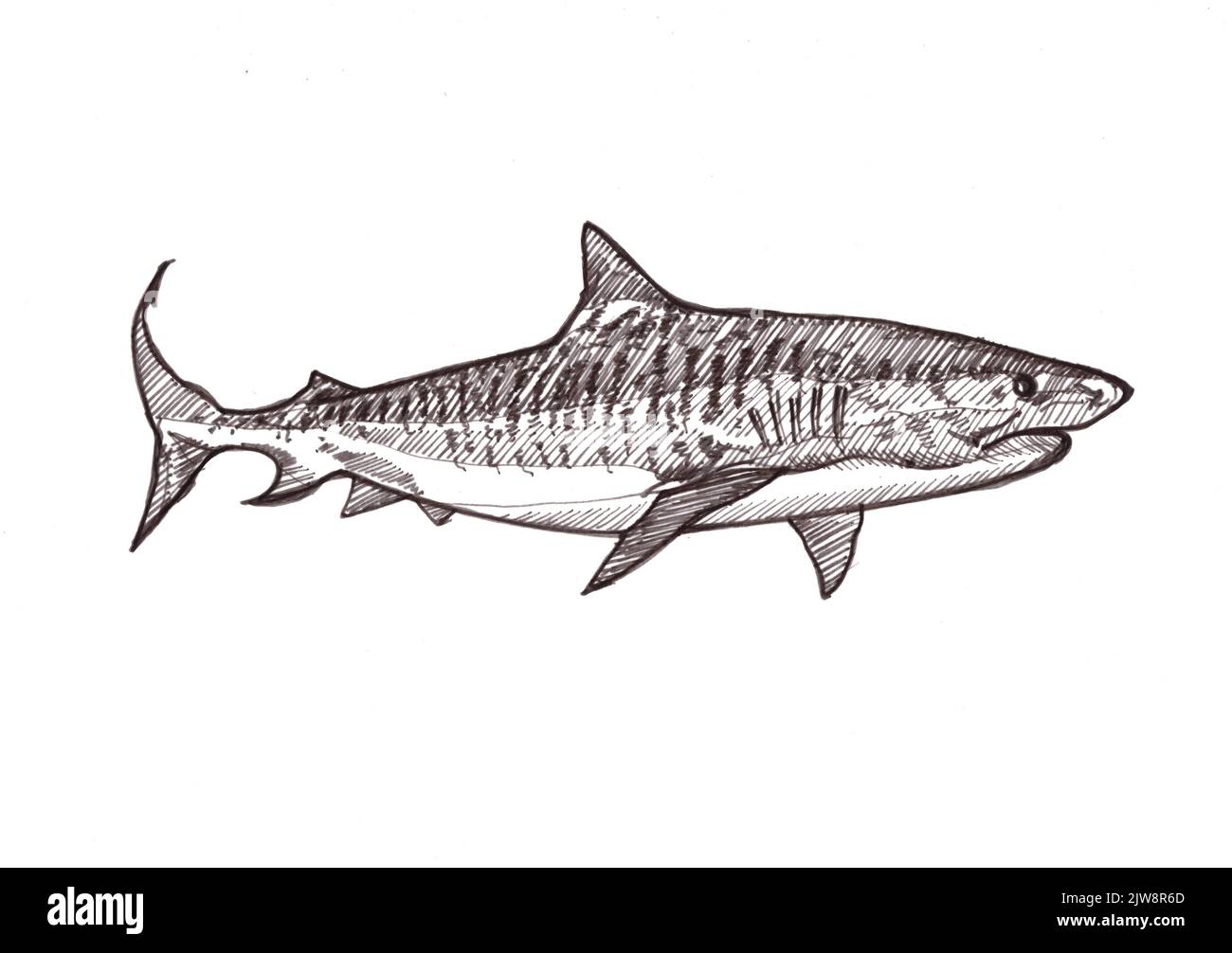 Schwarz-weiße Abbildung eines Tigerhais auf weißem Hintergrund. Stockfoto
