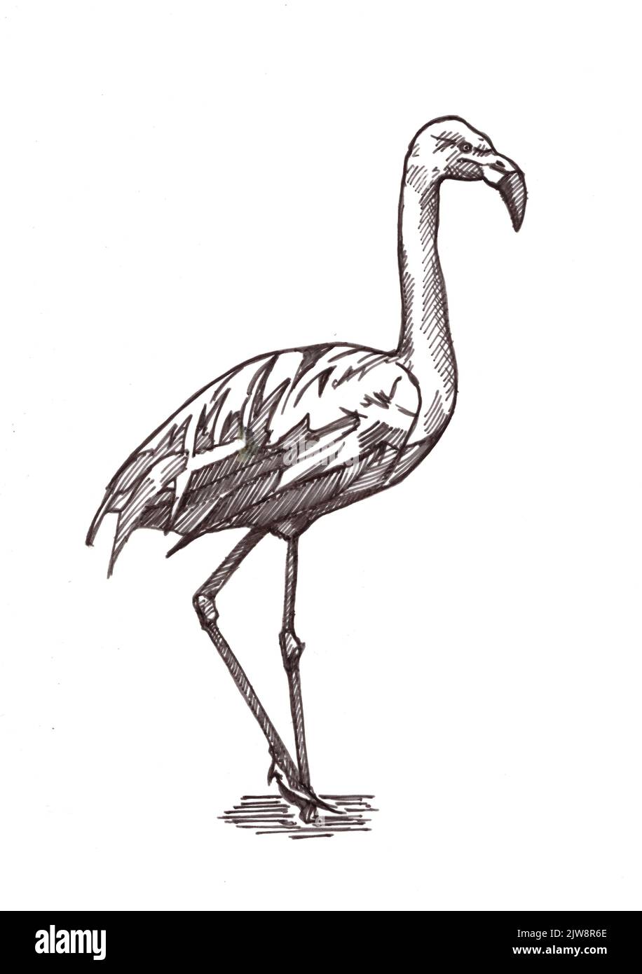 Schwarz-weiße Darstellung eines Flamingos auf weißem Hintergrund. Stockfoto
