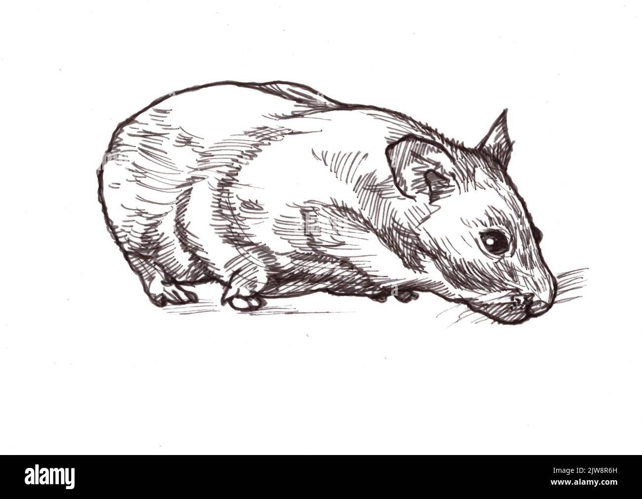 Schwarz-weiße Illustration eines goldenen Hamsters auf weißem Hintergrund. Stockfoto