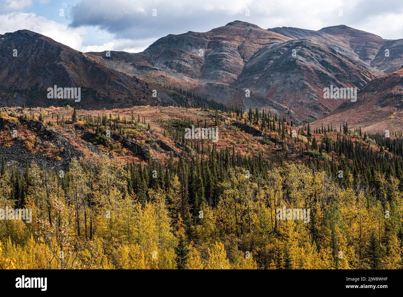 Yukon Wilderness Herbst Farbe Glory Stockfoto