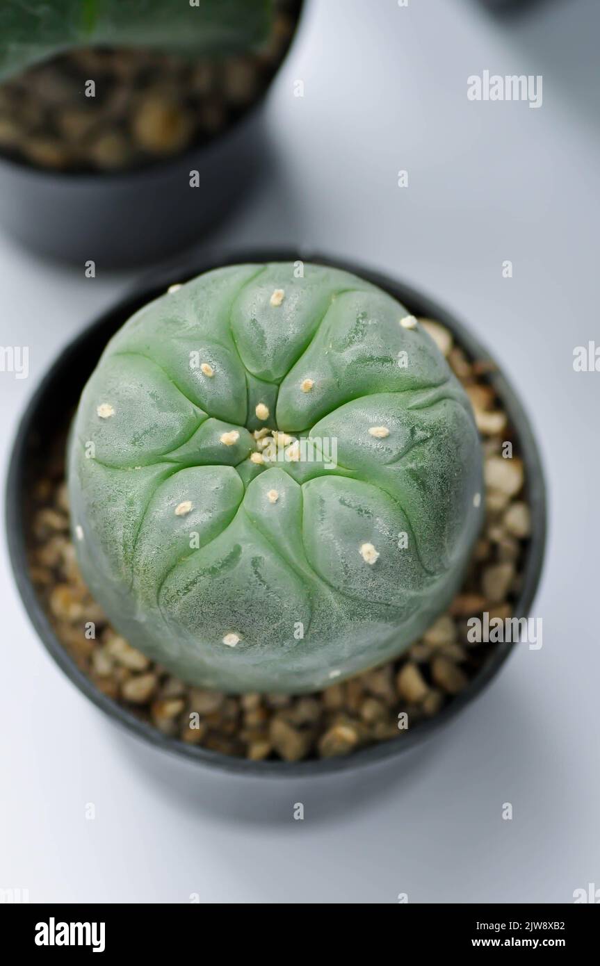 Lophophora Williamsii Peyote + Trichocereus Bridgesii - Lebende Kakteen Im  Topf Lebende Sukkulenten