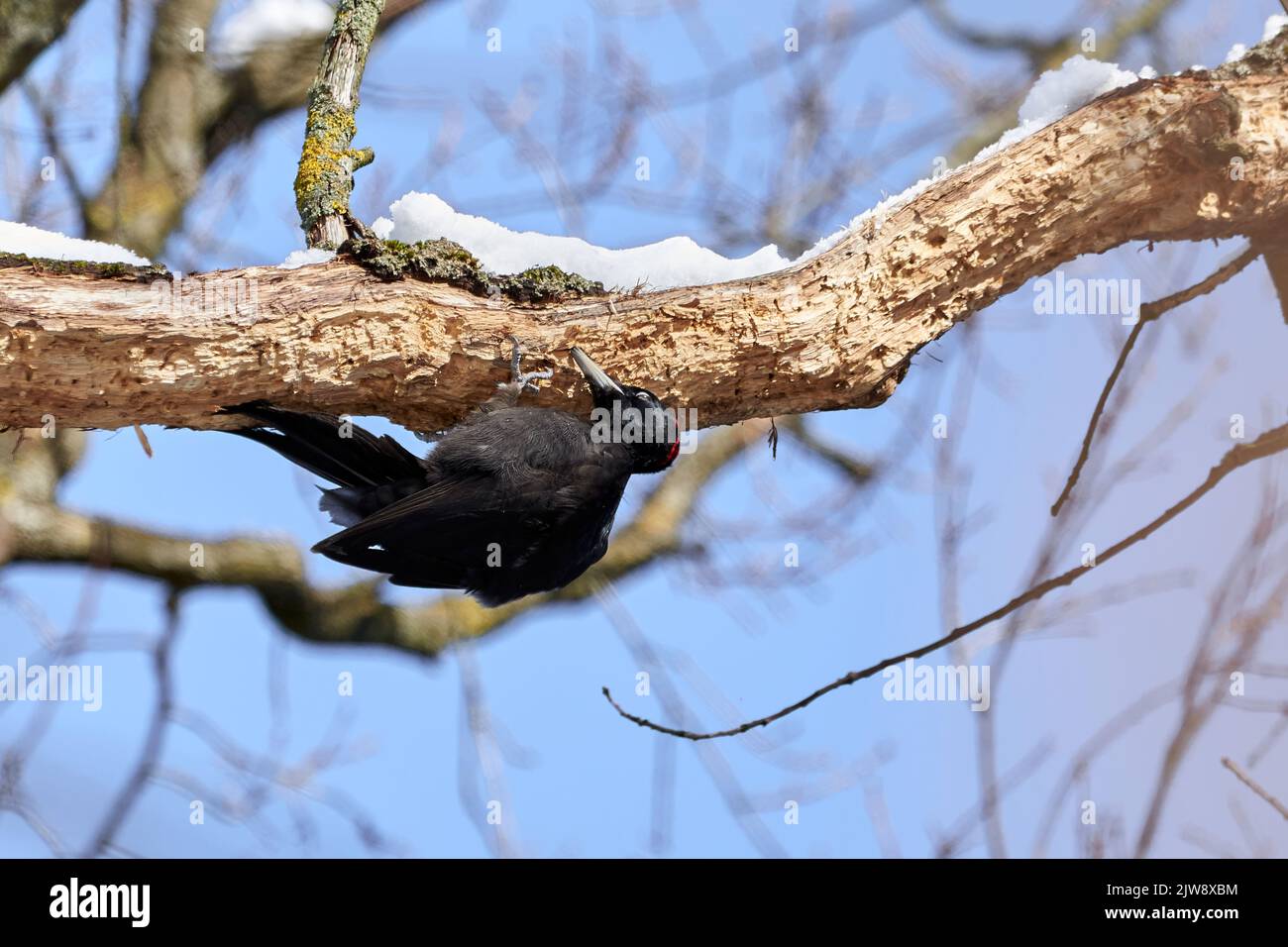 Schwarzer Specht ruht im Winter auf einem Baum (Dryocopus martius) Stockfoto