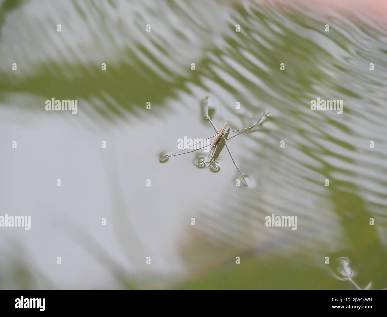 Wasserableiter, unterstützt durch Oberflächenspannung auf der Wasseroberfläche eines Flusses Stockfoto