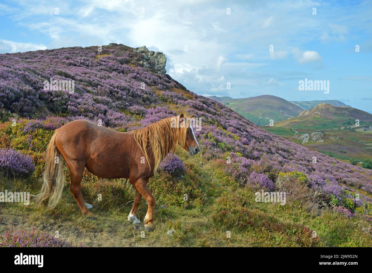 Carneddau-Pony auf dem Conwy-Berg Stockfoto