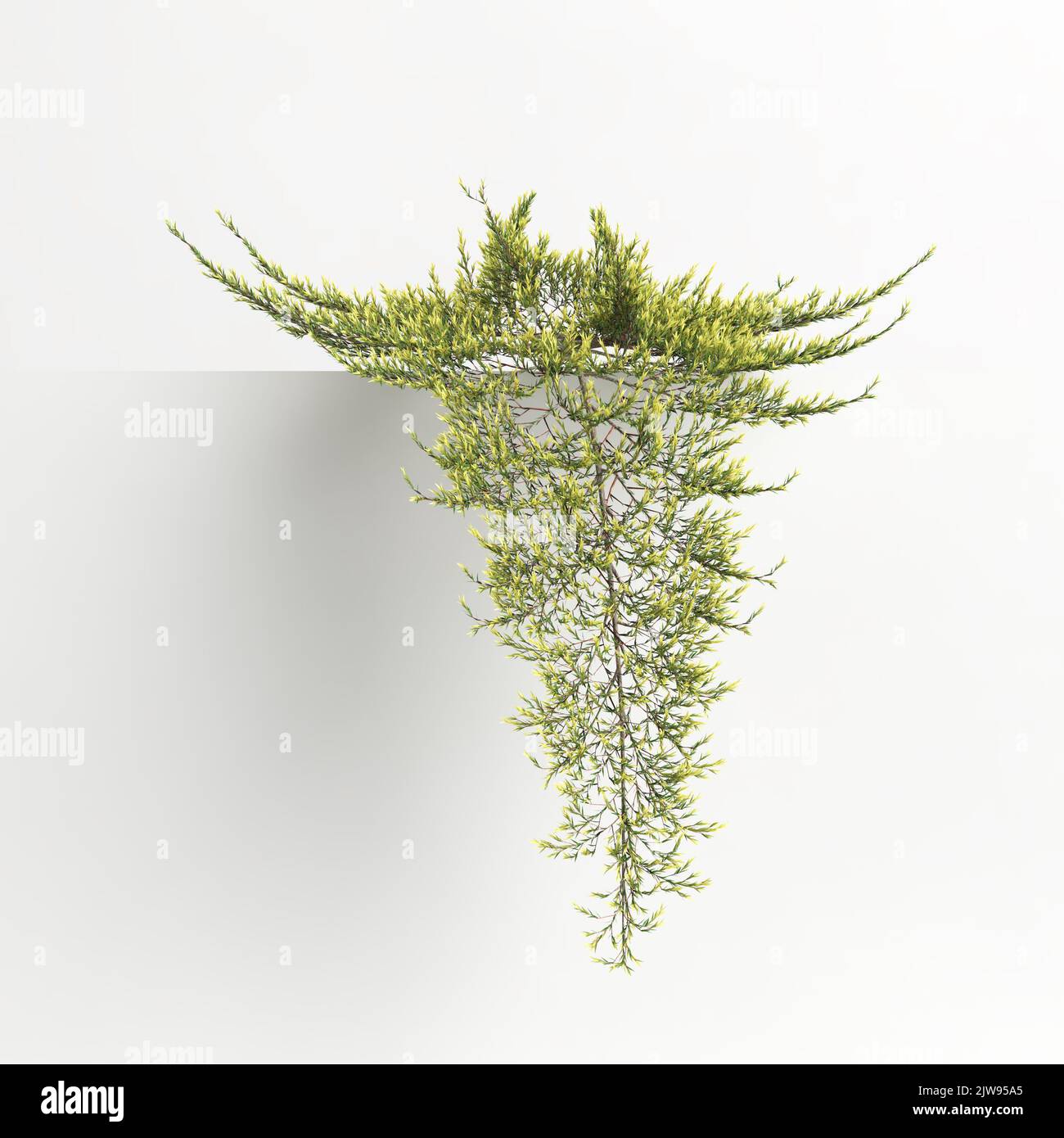 3D Illustration von juniperus horizontalis goldener Teppichbaum isoliert auf weißem Hintergrund Stockfoto