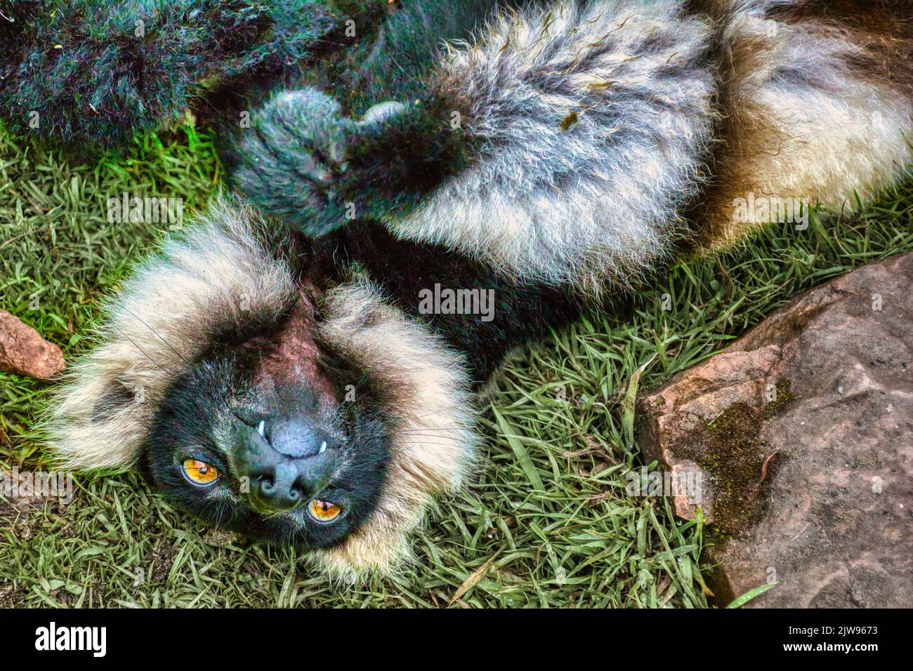 Lemur liegt auf dem Rücken Stockfoto