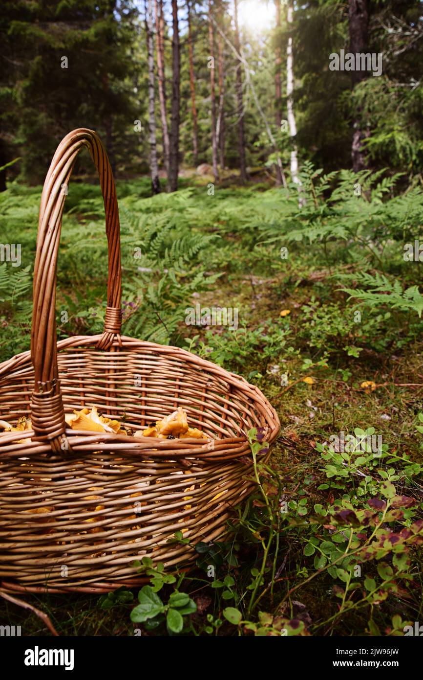 Korb mit Pfifferlinge Pilze. Konzept der Pilzernte im Freien im Wald an schönen Herbsttag. Foto aufgenommen in Schweden. Stockfoto