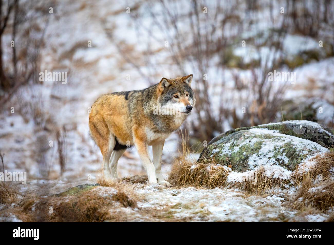 Schöner Wolf nähert sich im frühen Winter im Wald Stockfoto