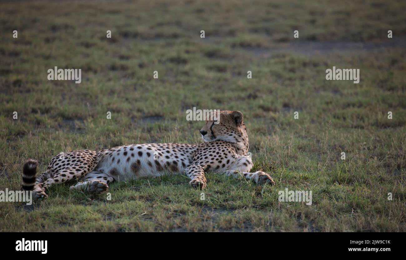 Cheetah, weiblich, entspannend (Acinonyx jubatus), E-afrikanische Savanne, Masai Mara NR, Kenia, E-Afrika, Trockenzeit, von Dembinsky Photo Assoc Stockfoto