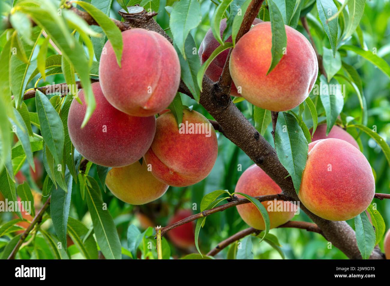 Peaches, Orchard, Southwestern Michigan, USA, von James D. Coppinger/Dembinsky Photo Assoc Stockfoto
