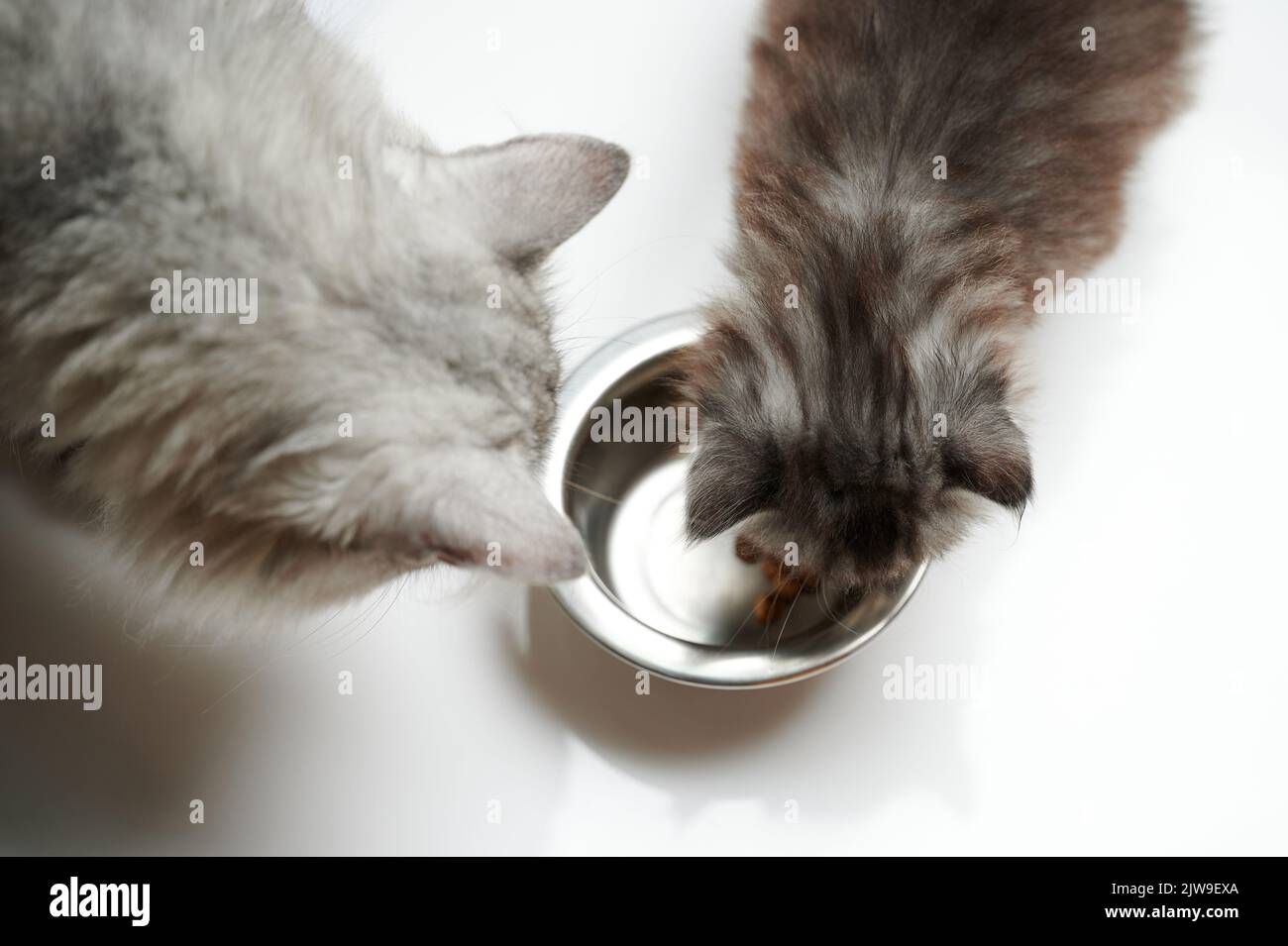 Flauschige Katzen essen von Metallplatte isoliert auf Studio-Hintergrund Stockfoto