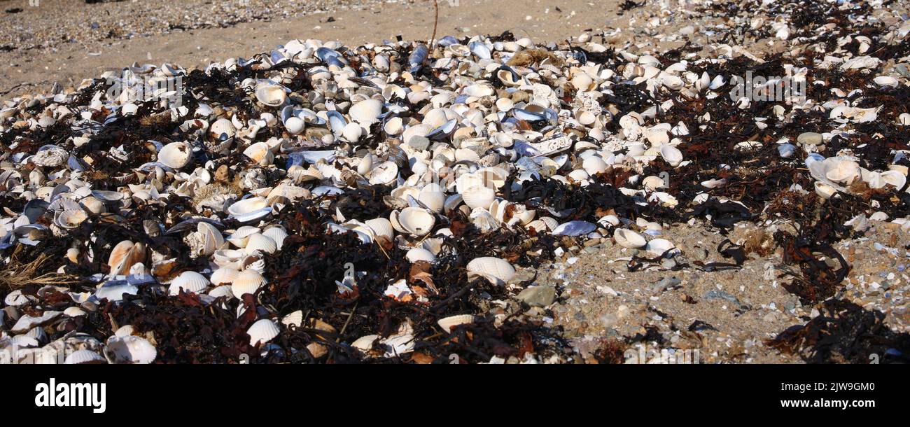 Am späten Nachmittag im März gruppierten sich am Ufer des Loch Fyne in Argyll und Bute Stapel ausrangierter Muscheln Stockfoto