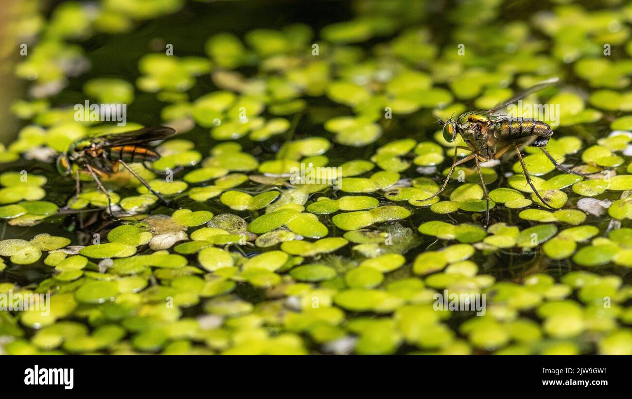 Britische Tierwelt: Männliche Semaphoren-Fliegenpilze signalisieren mit weißen Flügelspitzen an Weibchen auf einem Teich (Poecilobothrus nobilitatus), Yorkshire Stockfoto