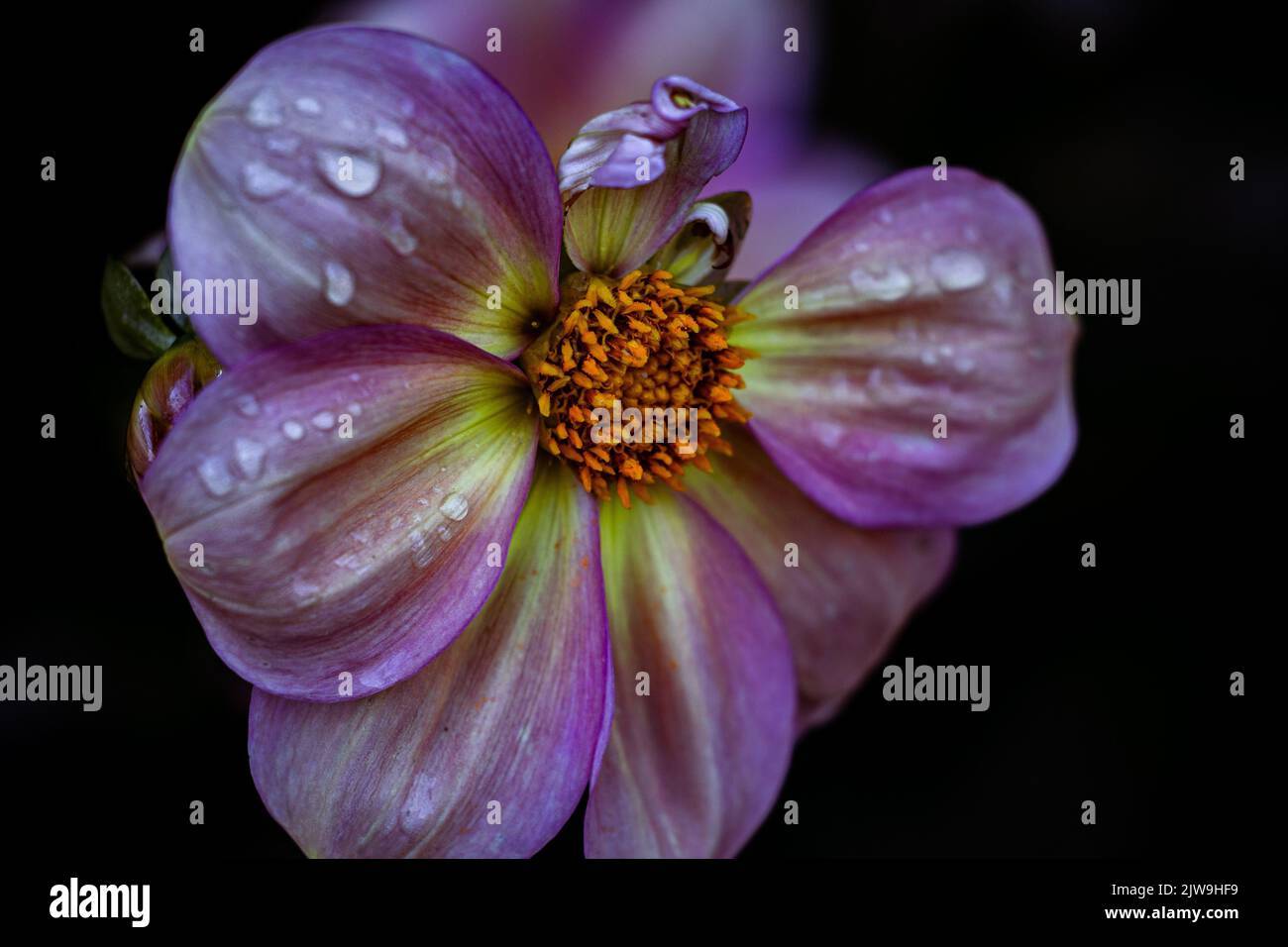 Eine Nahaufnahme von violetter Dahlie mit Wassertropfen Stockfoto