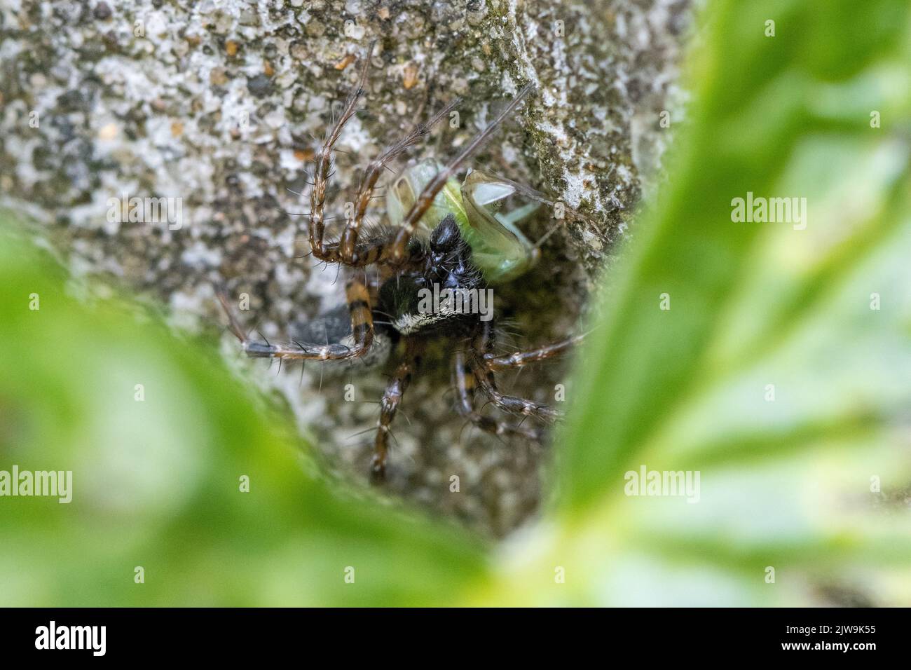 Das Männchen Textrix dendiculata ist eine gezahnte Weberspinne und eine Trichterspinne, hier mit Beute wird sie gerade gefangen, Yorkshire, britische Tierwelt Stockfoto