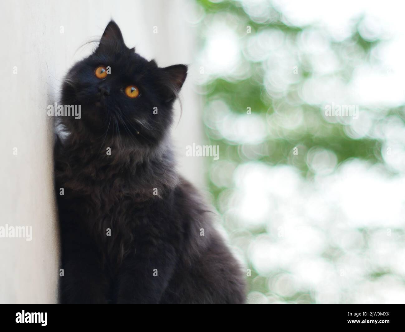 Nahaufnahme einer schwarzen Katze mit leuchtend orangefarbenen Augen in der Nähe einer Wand im Freien Stockfoto