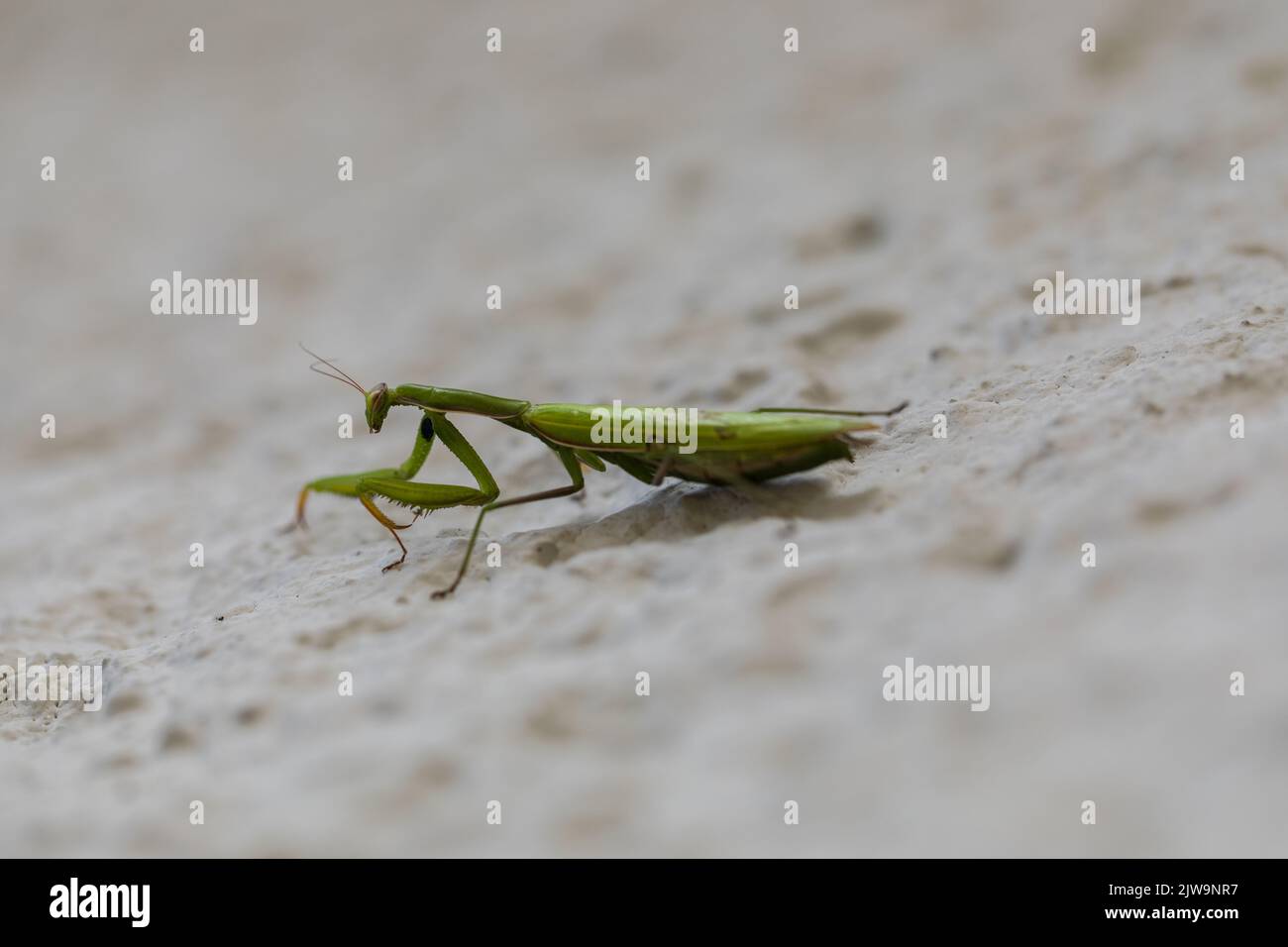 Mantis, ein Raubtier-Insekt, Nahaufnahme auf einem hellen Hintergrund Stockfoto