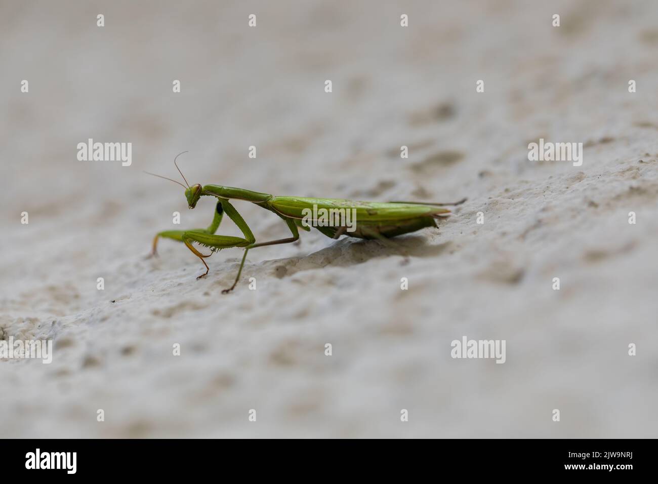 Mantis, ein Raubtier-Insekt, Nahaufnahme auf einem hellen Hintergrund Stockfoto