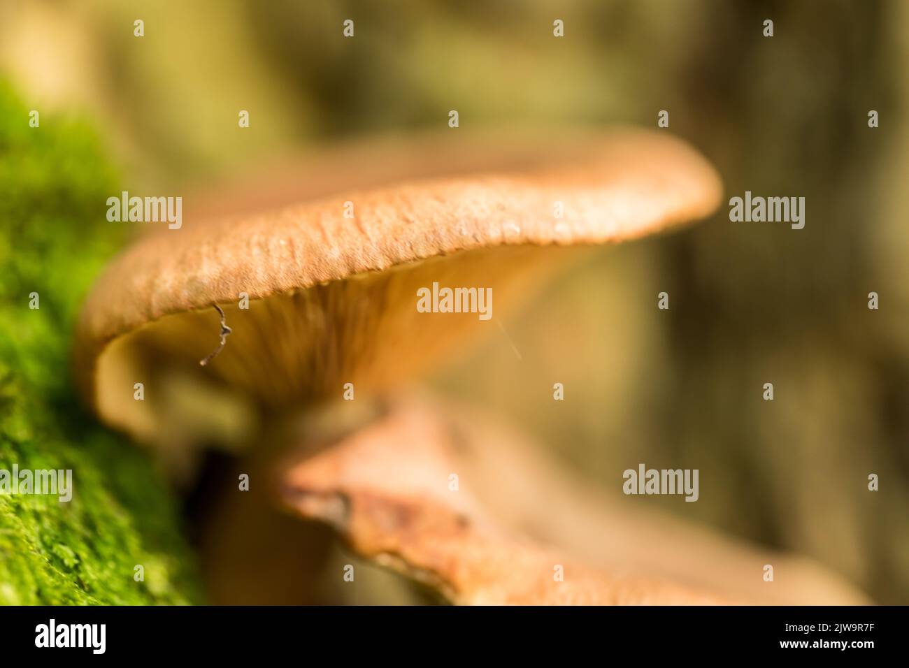 Giftige, ungenießbare Pilze im Herbstwald. Stockfoto