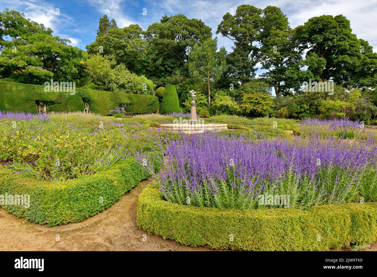 CRATHES CASTLE BANCHORY SCHOTTLAND KATZENMINZE UND BOX HECKENGARTEN IM SPÄTSOMMER Stockfoto