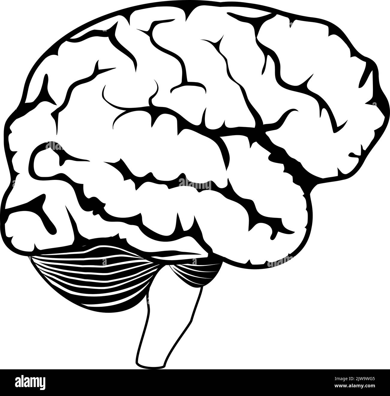 Menschliches Gehirn auf weißem Hintergrund isoliert. Schwarz-Weiß-Symbol. Seitenansicht. Vektorposter Stock Vektor