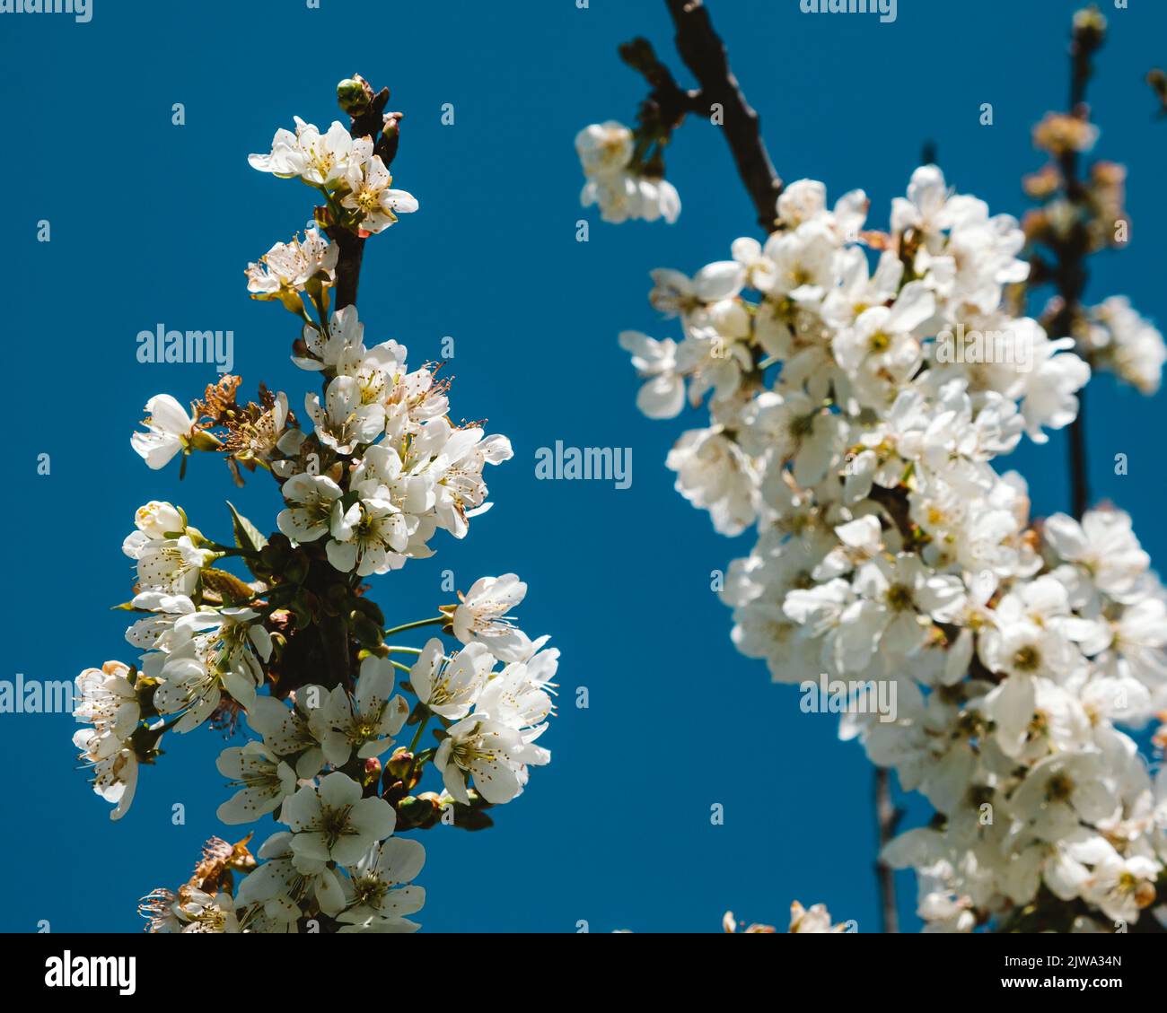 Blüte eines Kirschbaums Stockfoto